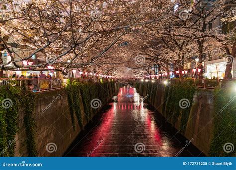 Meguro River Cherry Blossom at Night Stock Image - Image of gotanda ...