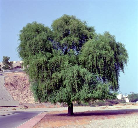 Ghaf tree | All about plant