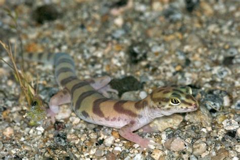 Western Banded Gecko Facts and Pictures