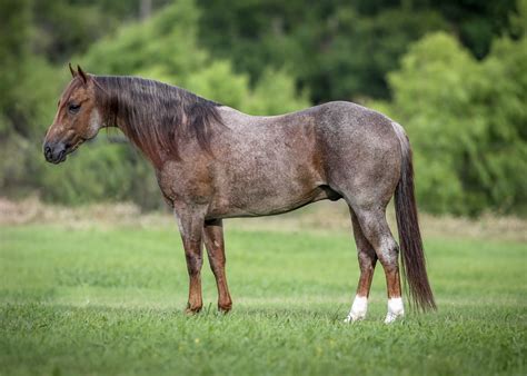 Metallic Cat Horses For Sale - CAT BVC