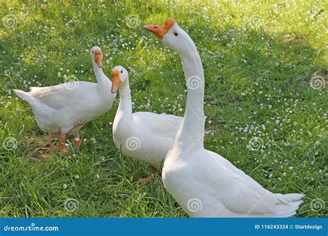 White Goose on Green Meadow at a Farm. Stock Photo - Image of indoors ...