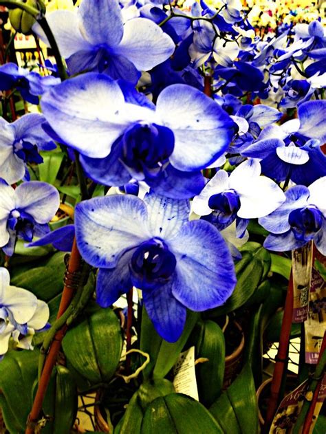 Orquideas | Beautiful flowers, Orchids, Flowers
