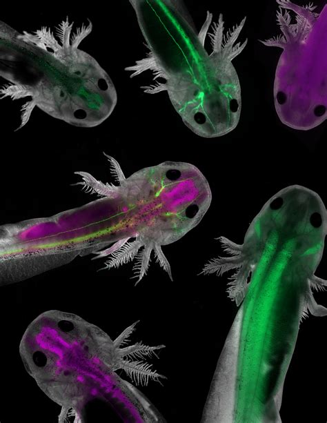 Comparative Biology: Animal Models Strut Their Stuff – MDI Biological Laboratory