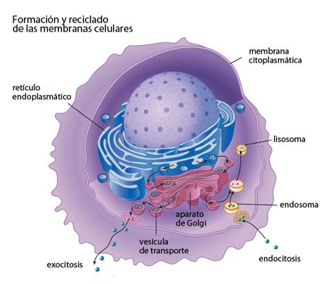 ¿Cómo se sintetiza la membrana celular? - Curiosoando