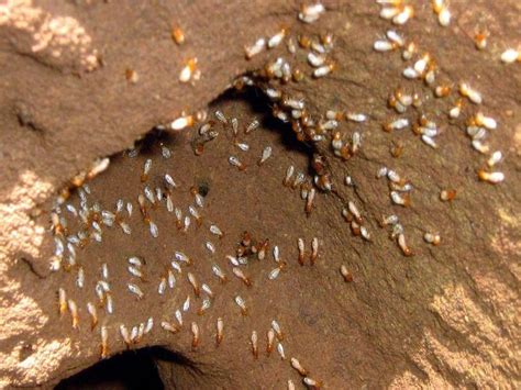 #termites | Termite control, Get rid of termites, Termites