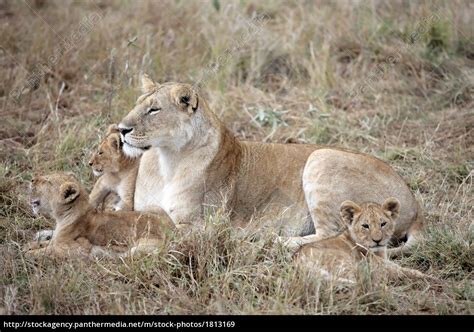 female Lion and lion cub - Stock Photo #1813169 | PantherMedia Stock Agency