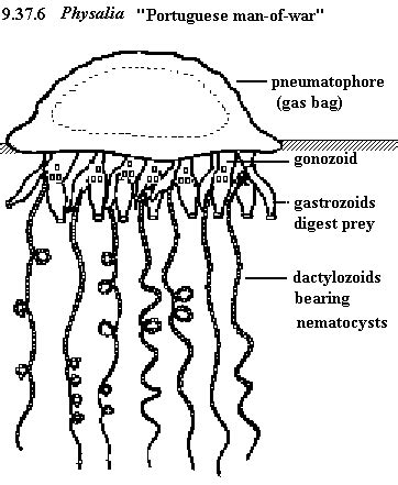 Physalia Diagram