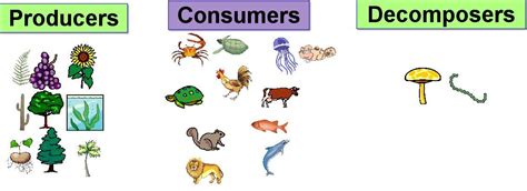 Some Parts of the Food Chain: Producers, Consumers, Decomposers | Producers consumers ...