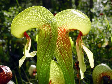 ¿Qué necesitan las plantas carnívoras para crecer?