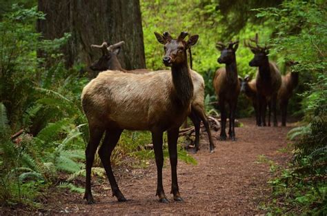 Roosevelt elk, Redwood National Park, California | National Parks Road ...