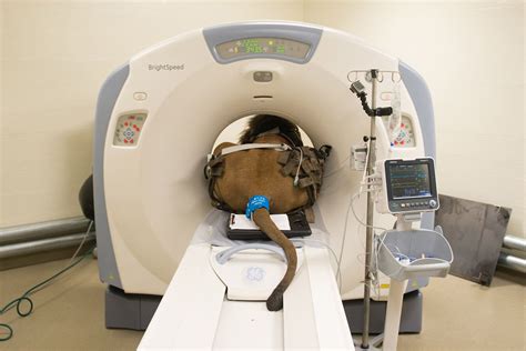 CT Scan – Definition, Uses and Procedure | Ct scan, Cat scan, Pet scan