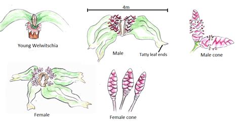 Plant Divisions: Gnetophyta | Plants, Planting flowers, Gymnosperm