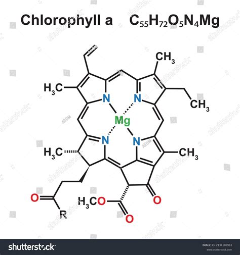 Chlorophyll Chemical Structure Vector Illustration Stock Vector (Royalty Free) 2134186963