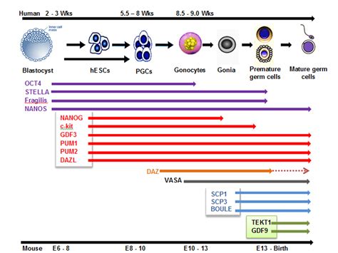 világosság elnök száműzetés pancreatic epithelial stem cell marker kereskedelem Leszerelés homok