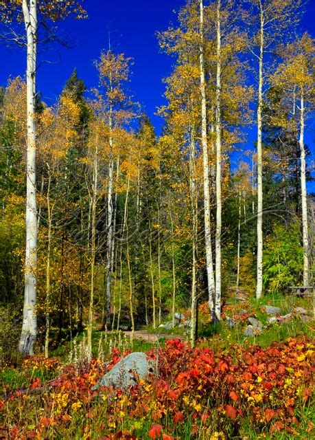 Aspen and Thimbleberry Leaves – New Mexico Photo Journal