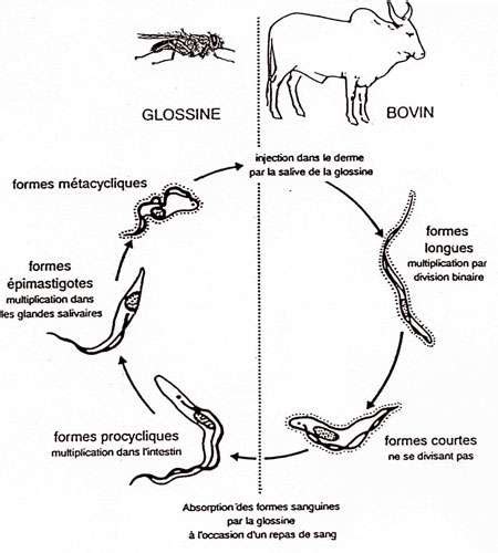 Les parasites | Dossier