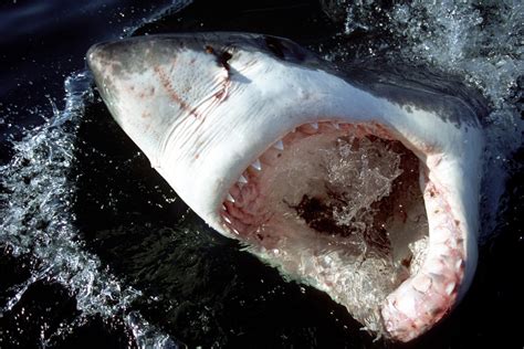 Great White Shark Tales from Cape Cod Captains | Outdoor Life