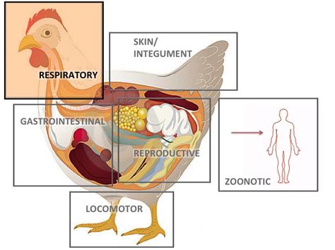 Index Of Common Chicken Health Issues – Bitchin' Chickens