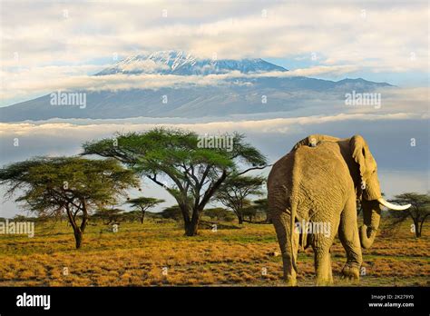 Elephants and Mount Kilimanjaro in Amboseli National Park Stock Photo - Alamy