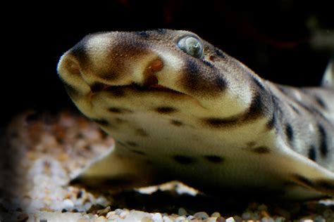 Swell shark | Animals | Monterey Bay Aquarium