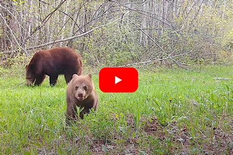 Watch as a Cheeky Bear Cub Turns a Trail Cam Into a Play Toy