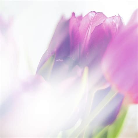 Premium Photo | Purple tulip bouquet