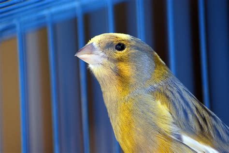 Is Your Canary Singing? Paying Attention to Emotional and Spiritual Health on the Mission Field ...