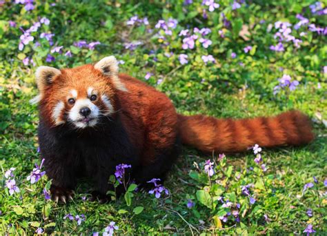 Fascinating Red Panda Facts (2024)