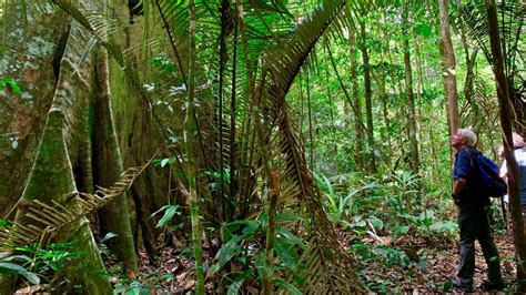 Illegally tapping French Guiana's forest of gold | | Al Jazeera