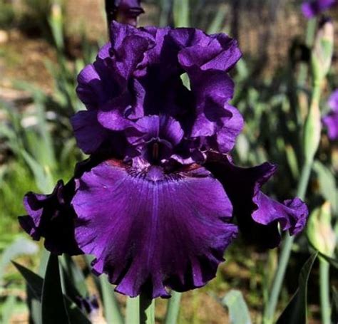 Tall Bearded Iris (Iris 'Deep Purple Dream') in the Irises Database ...