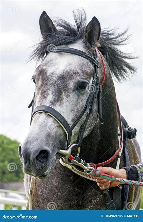 Portrait of a Grey Arabian Horse Stock Image - Image of mammal ...