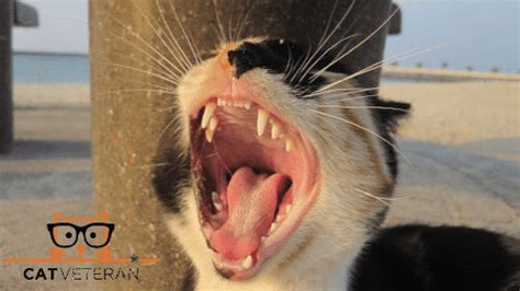 How Many Teeth Do Cats Have? | Cat Veteran