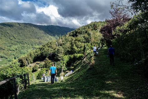 Valdobbiadene, high-quality Prosecco