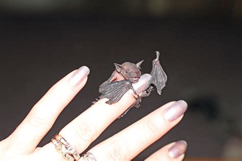 Baby bat found in the barn. | Champaign County, Ohio | Flickr