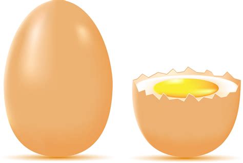 egg 515910 Vector Art at Vecteezy