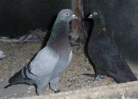 Tippler Pigeon