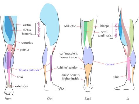 human leg anatomy muscles