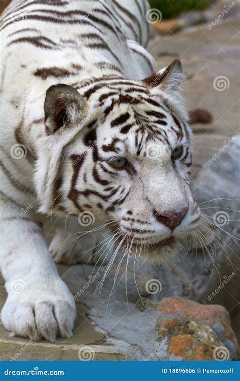 Hunting Tiger Royalty Free Stock Image - Image: 18896606