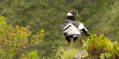 Cotopaxi National Park wildlife location in Ecuador, Latin America | Wildlife Worldwide