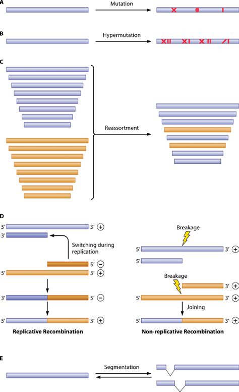 2 Scheme of main types of genetic variation in viral genomes. (A)... | Download Scientific Diagram