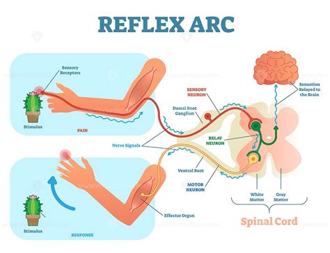 Spinal Reflex Arc anatomical scheme, vector illustration - VectorMine