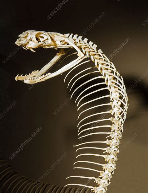 King Cobra Snake Skeleton - Stock Image - C040/1750 - Science Photo Library