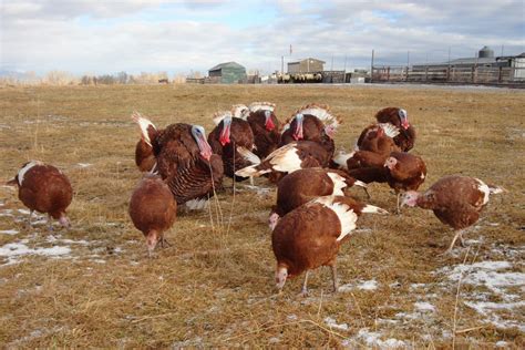 Bourbon Red Turkey Breeding