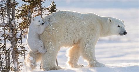 I Waited for 117 Hours in -50°C Temperatures to Snap These Polar Bear ...