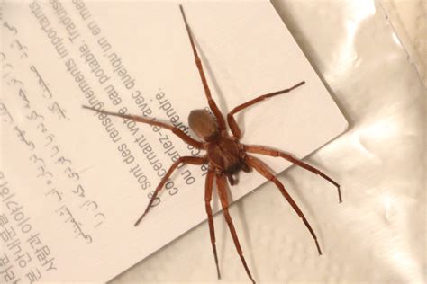 Spiders in California - Species & Pictures