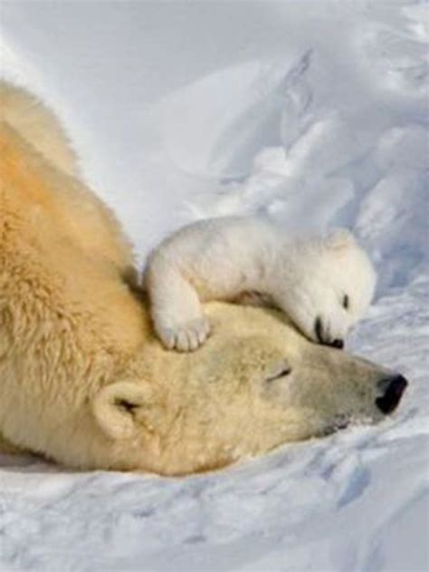 Sleep well you two! | Baby polar bears, Animals beautiful, Cute baby ...