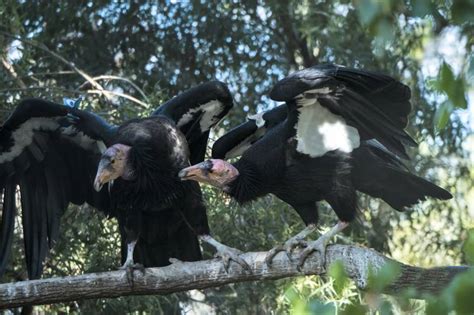 The Endangered California Condor Returns to Northern California | KQED