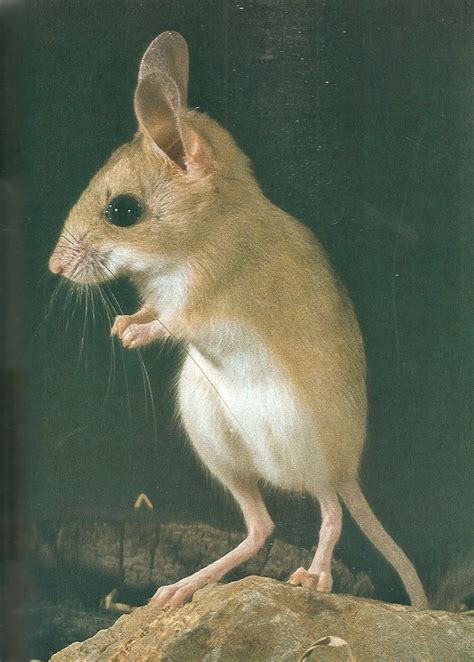 Huc & Gabet: The Rodents of Australia by C.H.S. Watts and H.J. Aslin (Australian Natural Science ...