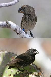 Evolution caught in the act : Nature News