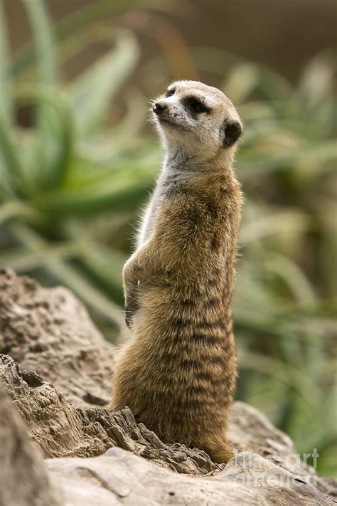 Meerkat Mongoose Portrait Photograph by David Millenheft - Fine Art America